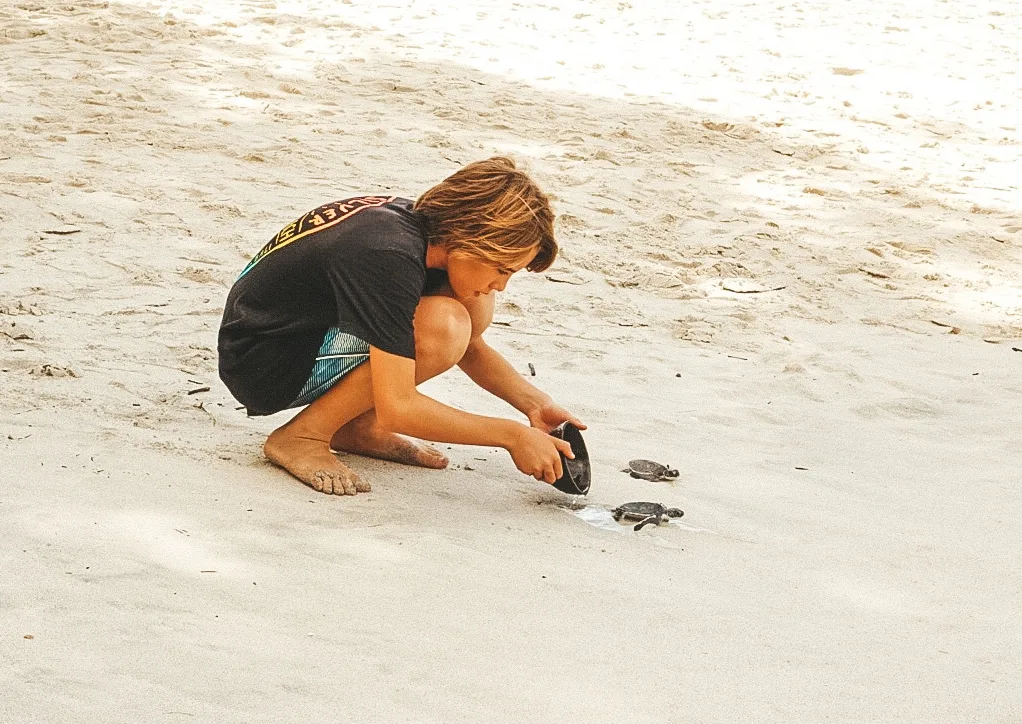 Child photographing sea turtle hatchlings on the sand