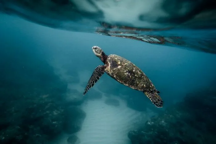Turtle conservation work at Kirana Retreat in West Sumbawa