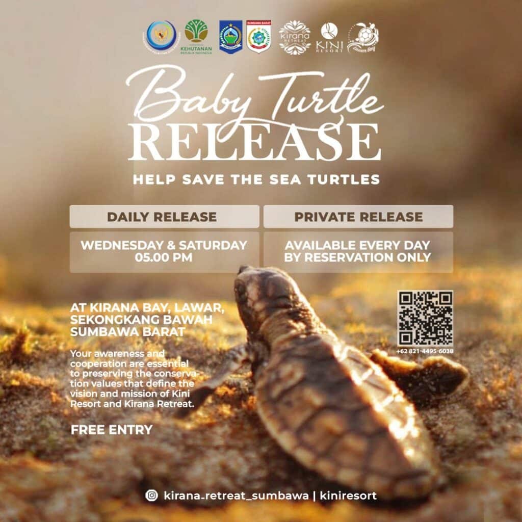 turtle release